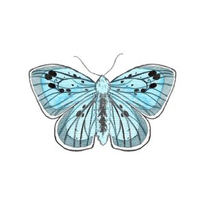BORBOLETA AZUL