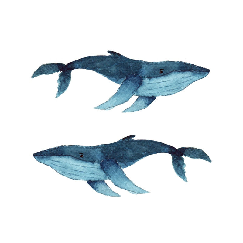 DUO BALEIAS