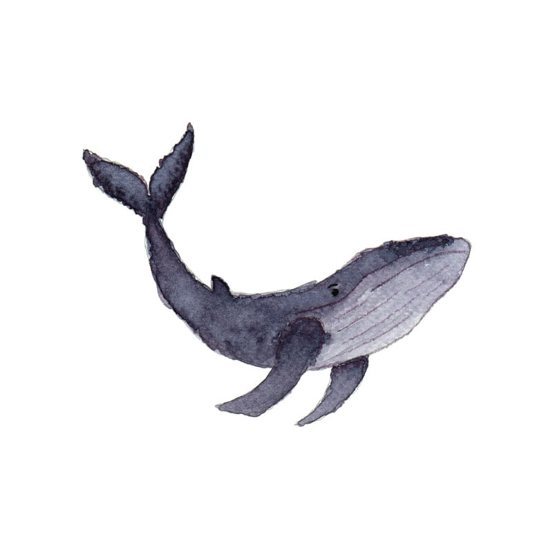 BALEIA VIOLETA