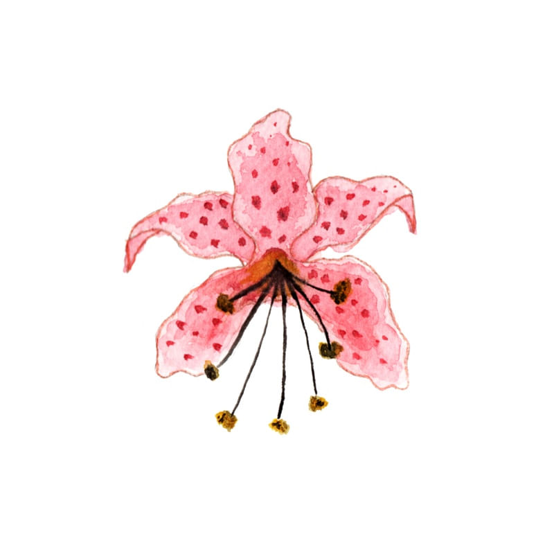 FLOR COM PINTINHAS