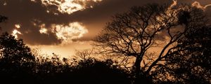 PÔR DO SOL NO PANTANAL L
