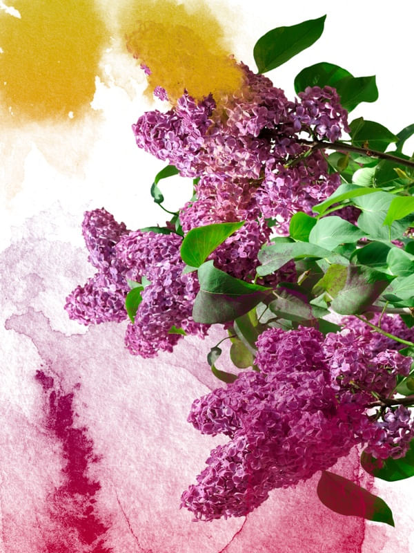 FLORAL LINSR