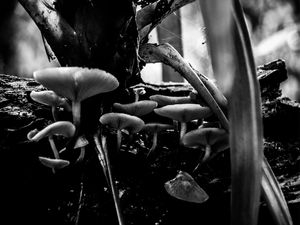 NATUREZA GRÁFICA II