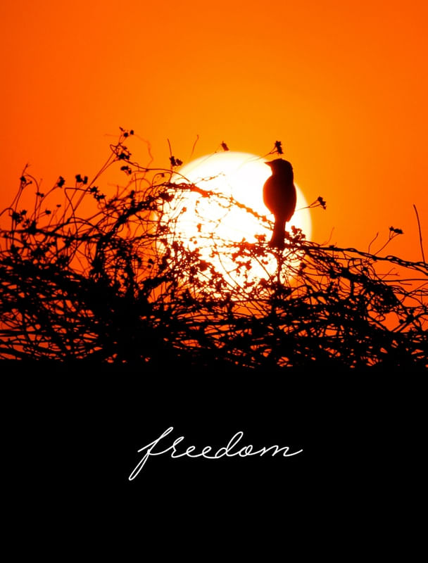 BORN TO BE WILD - PÁSSARO DA LIBERDADE
