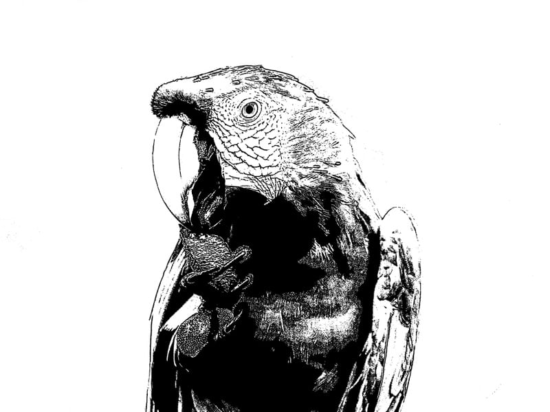 ARARA DESENHO