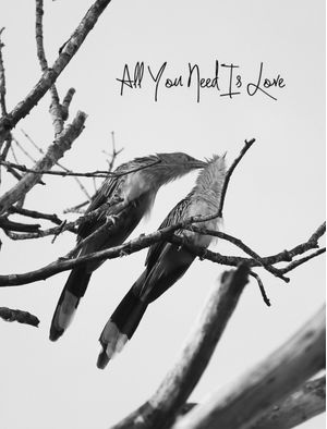 ALL YOU NEED IS LOVE - BIRD