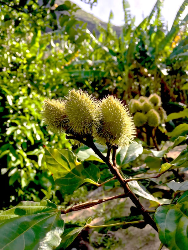 PLANTA DA SERRA
