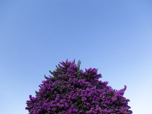 BOUGAINVILLE