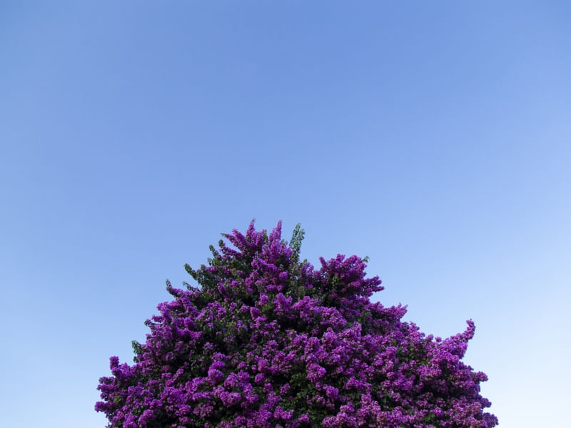 BOUGAINVILLE