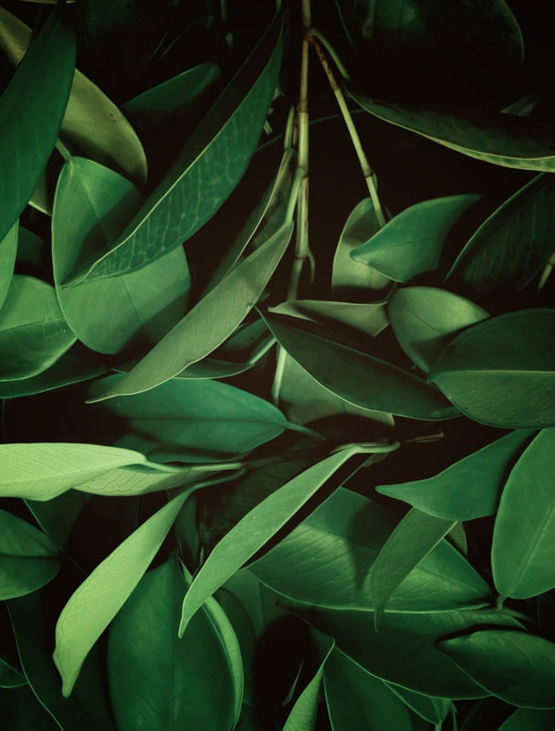ONDE HÁ VERDE HÁ VIDA I