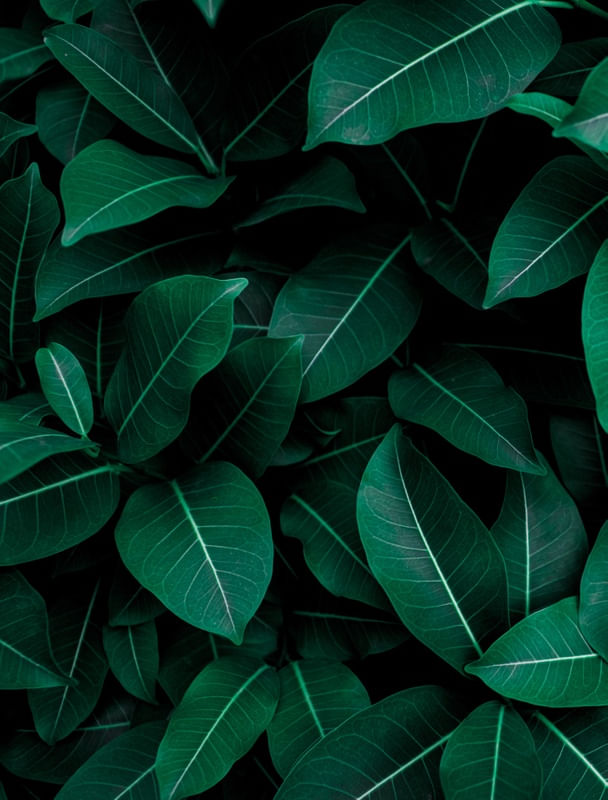 ONDE HÁ VERDE HÁ VIDA II