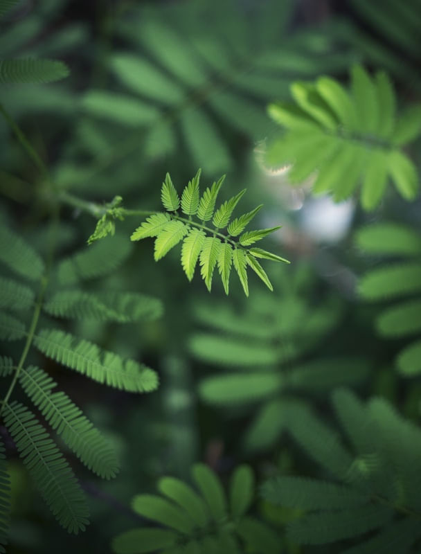 ONDE HÁ VERDE HÁ VIDA V