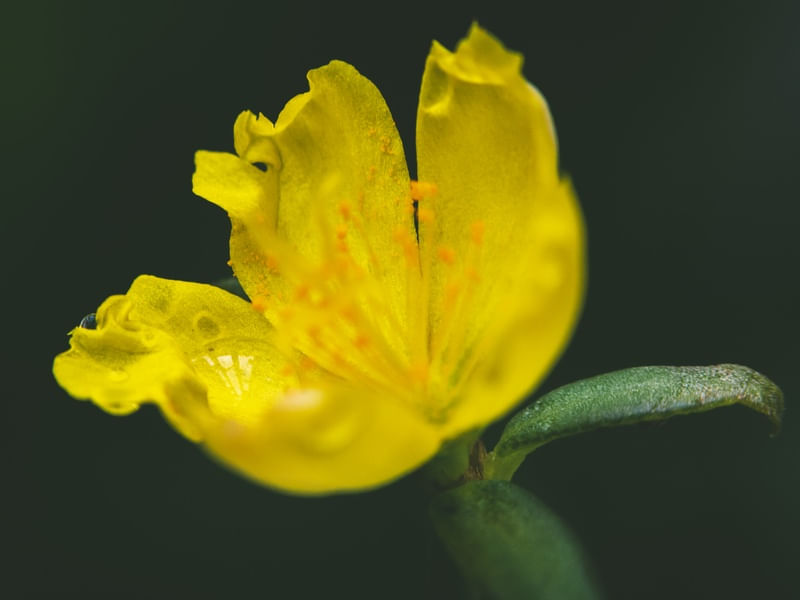 ORVALHO NA FLOR