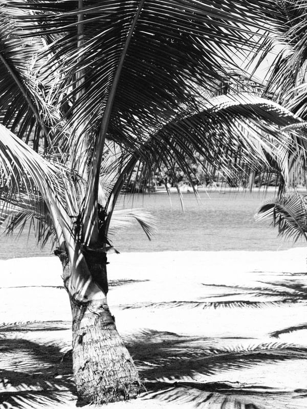 PALMEIRA DE PAQUETÁ