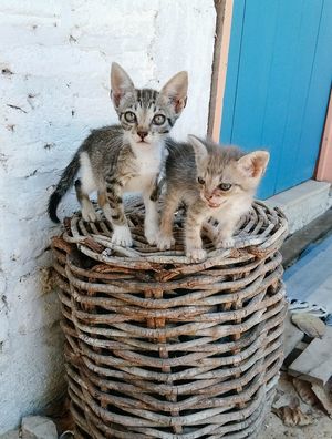 GATINHOS NO CESTO