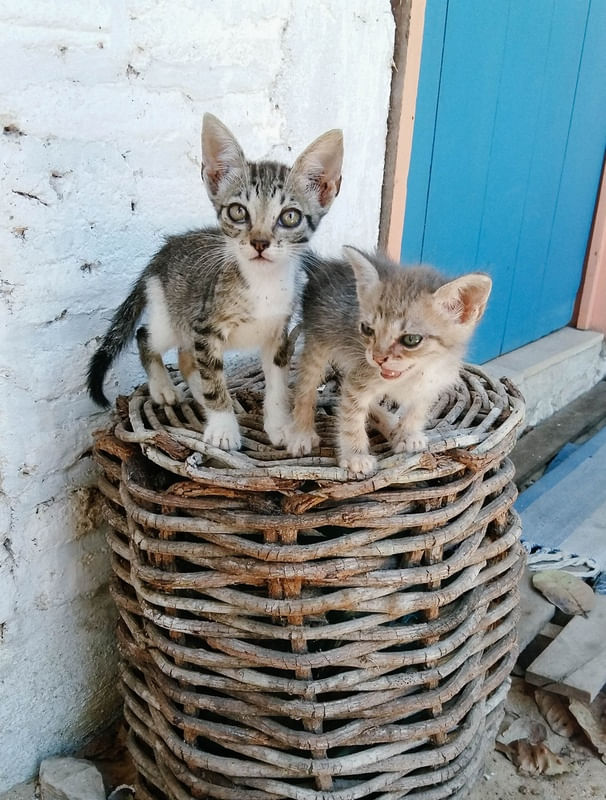 GATINHOS NO CESTO