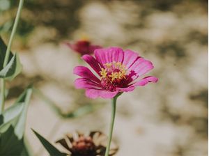 FLOR ROSA-AMARELA