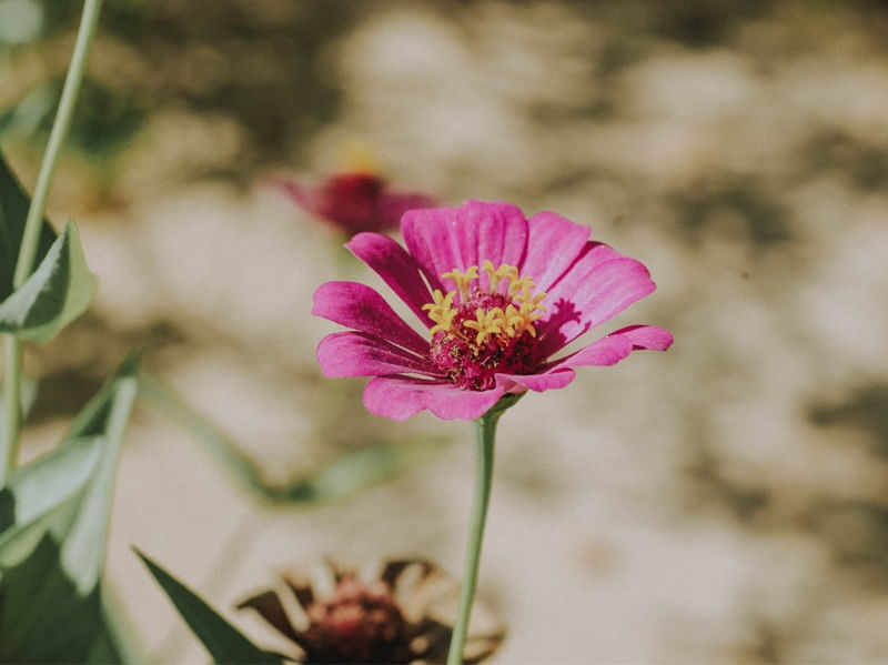 FLOR ROSA-AMARELA