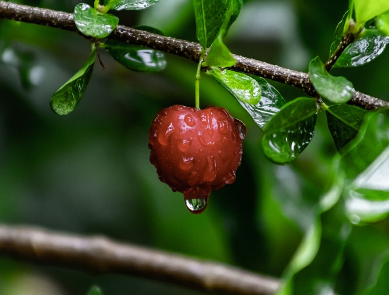 ACEROLA NO ORVALHO