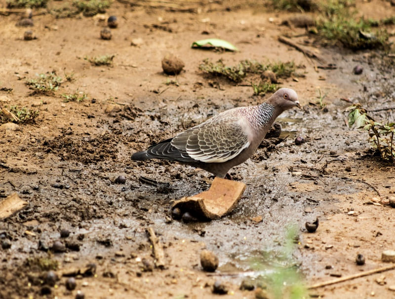 PIGEON IN THE MID