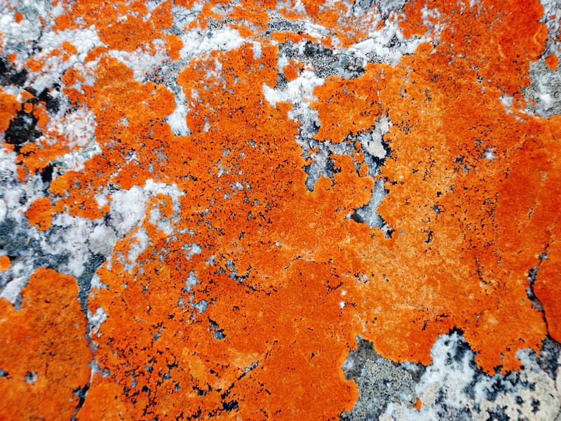 LIQUENS I