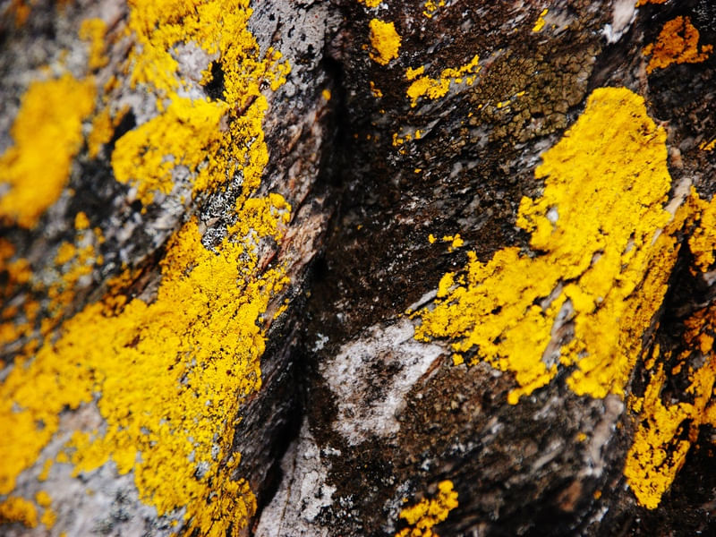 LIQUENS II