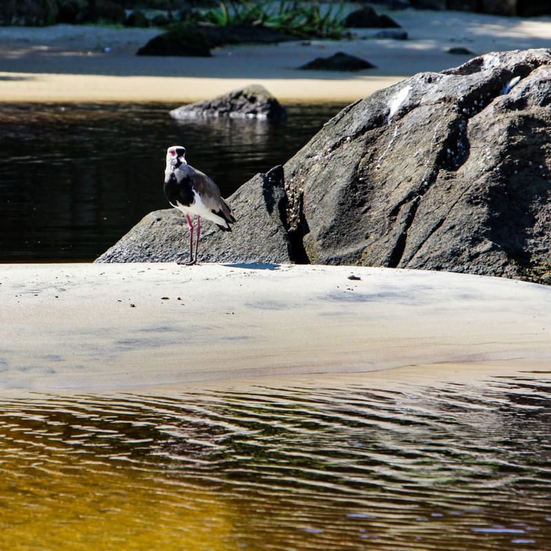 QUERO QUERO DESCONFIADO