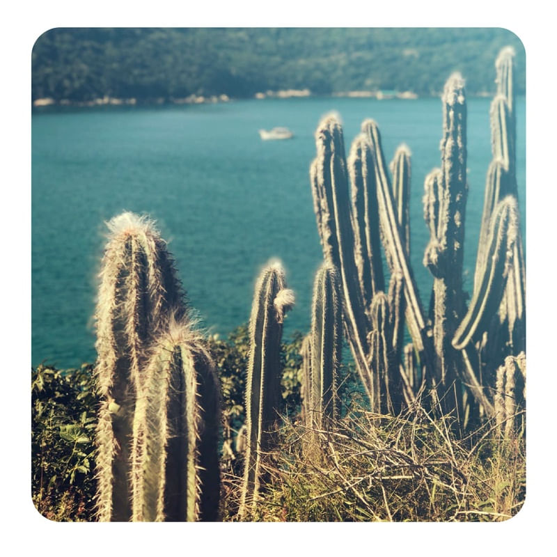 CACTÁCEOS E O MAR