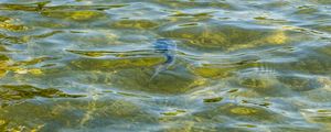 A CARPA DO LAGO - (PH)