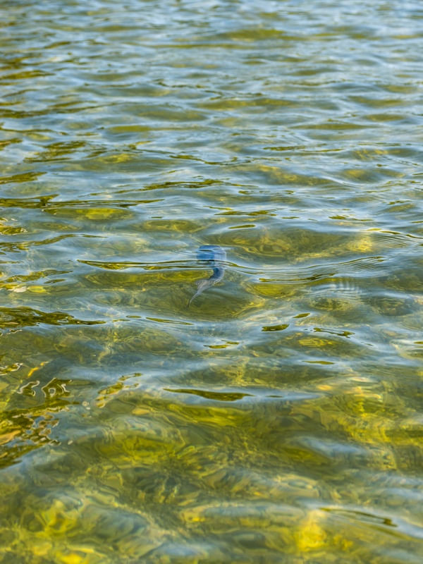 A CARPA DO LAGO - (RE)