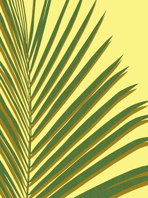 TROPICAL E COLORIDO II