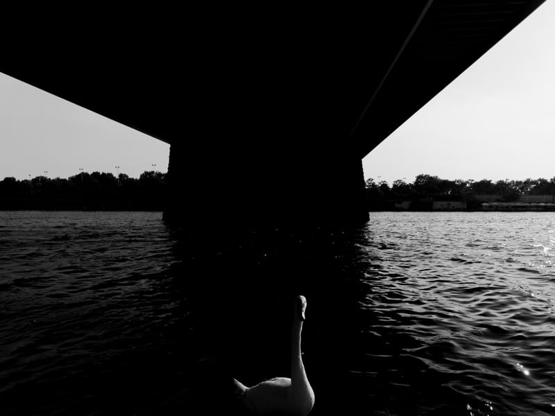 DANUBIO SWAN