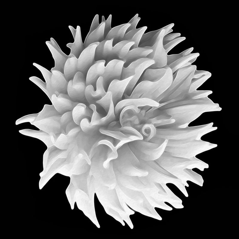 BLOSSOM 7