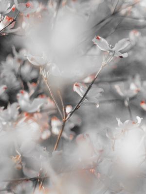 SOFT FLOWERS - DÍPTICO 1/2