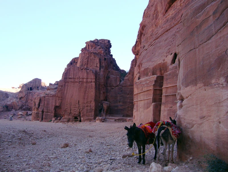 BURROS = PETRA - JORDÂNIA