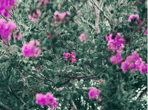 FLORES ROXAS