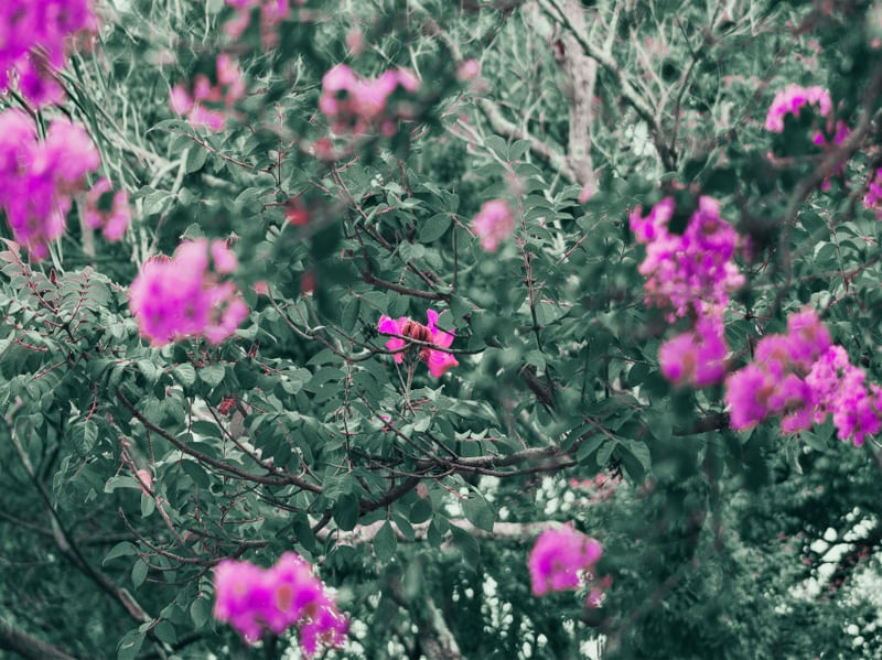 FLORES ROXAS