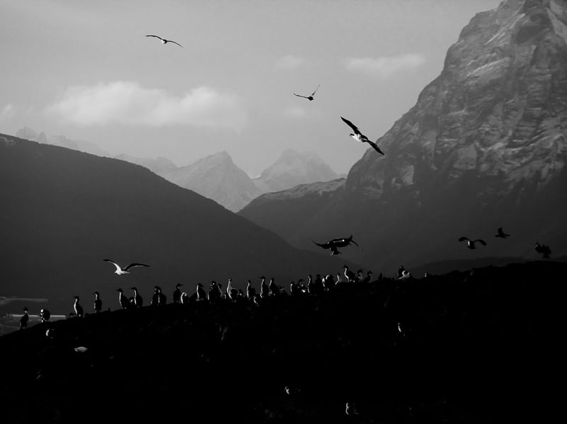 ILHA DOS PINGUINS