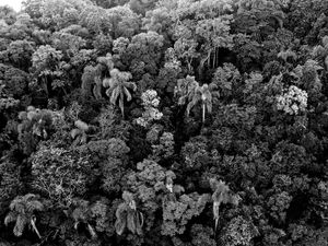 A FLORESTA P&B