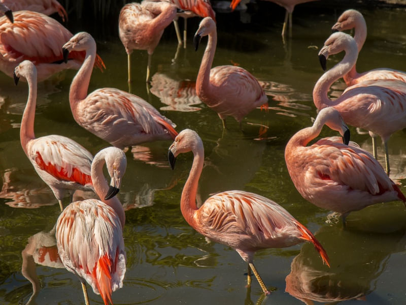 FAMÍLIA FLAMINGOS