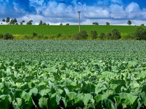 PAISAGENS AGRÍCOLAS