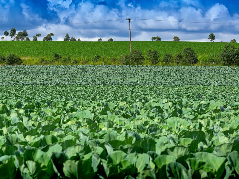 PAISAGENS AGRÍCOLAS