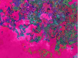 FUCHSIA DREAM