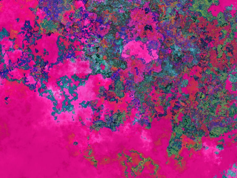 FUCHSIA DREAM