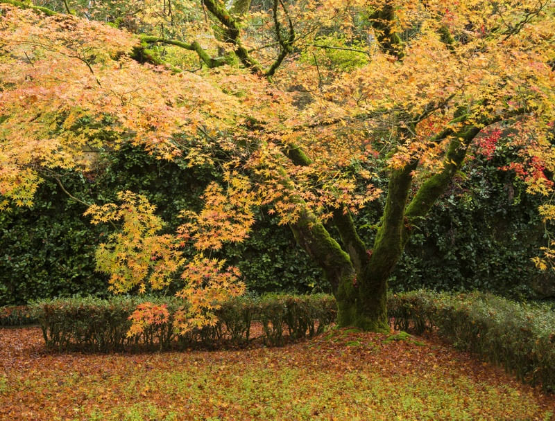 JAPANESE MAPLE