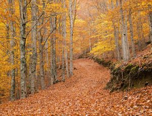 CORES DE OUTONO