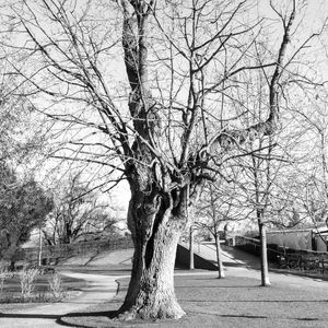 NO LEAVES 3