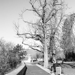 NO LEAVES 2