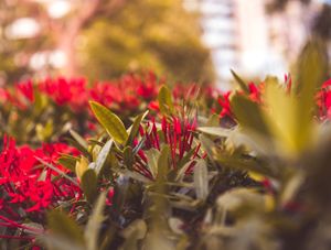 PEQUENAS FLORES