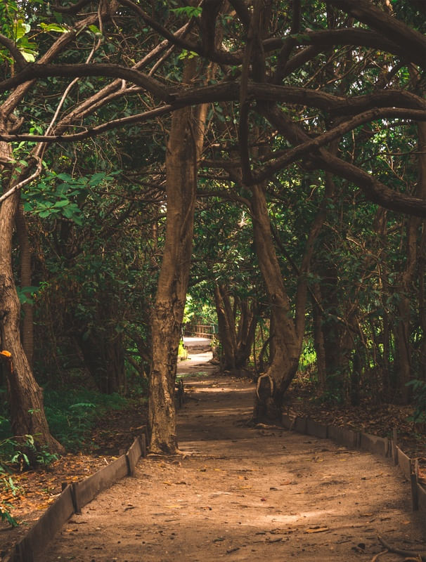 TRILHA NA FLORESTA